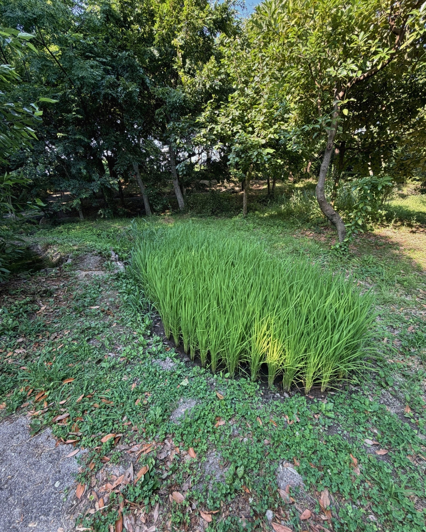 竜洋昆虫自然観察公園 田んぼ 北エリアの田んぼです