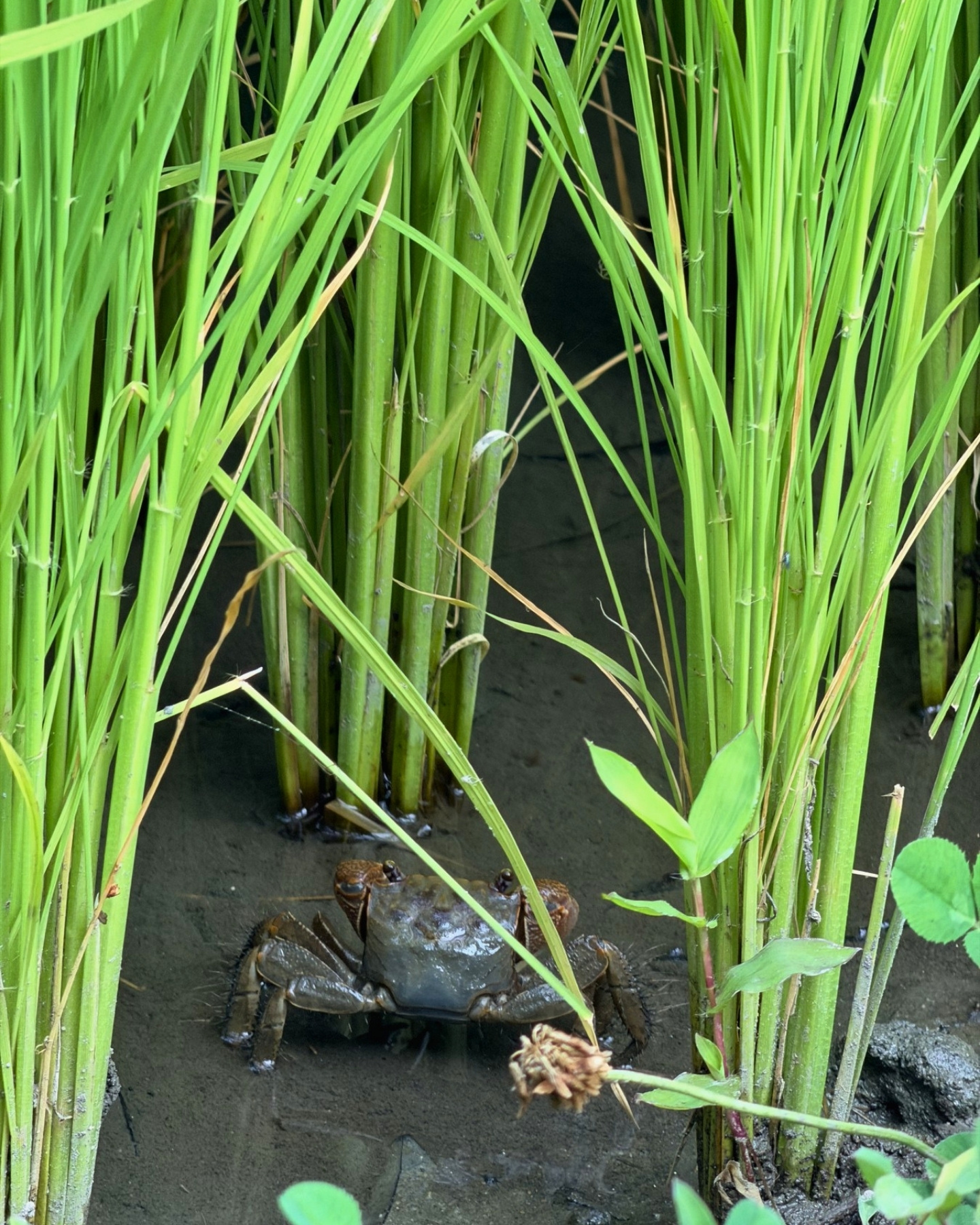 竜洋昆虫自然観察公園 田んぼのカニ 稲の根元にカニがいました