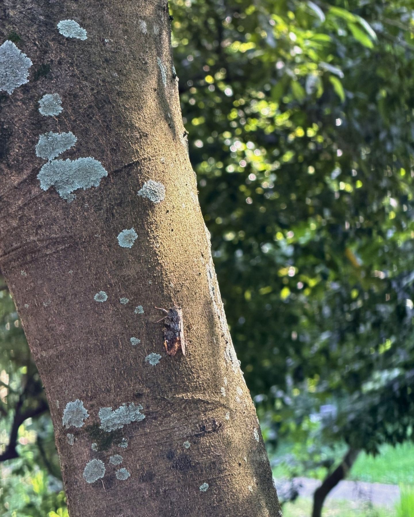 竜洋昆虫自然観察公園 木の幹 アブラゼミがとまっていることも