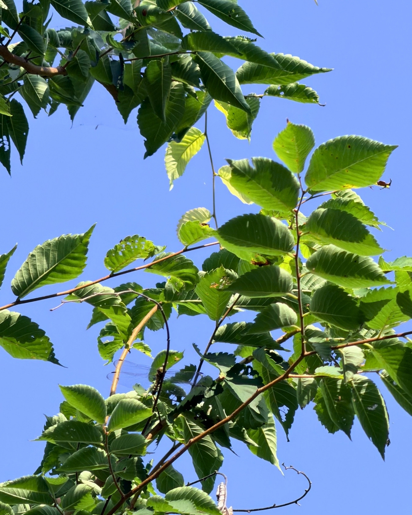 竜洋昆虫自然観察公園 見上げた青葉 夏らしい景色ですね