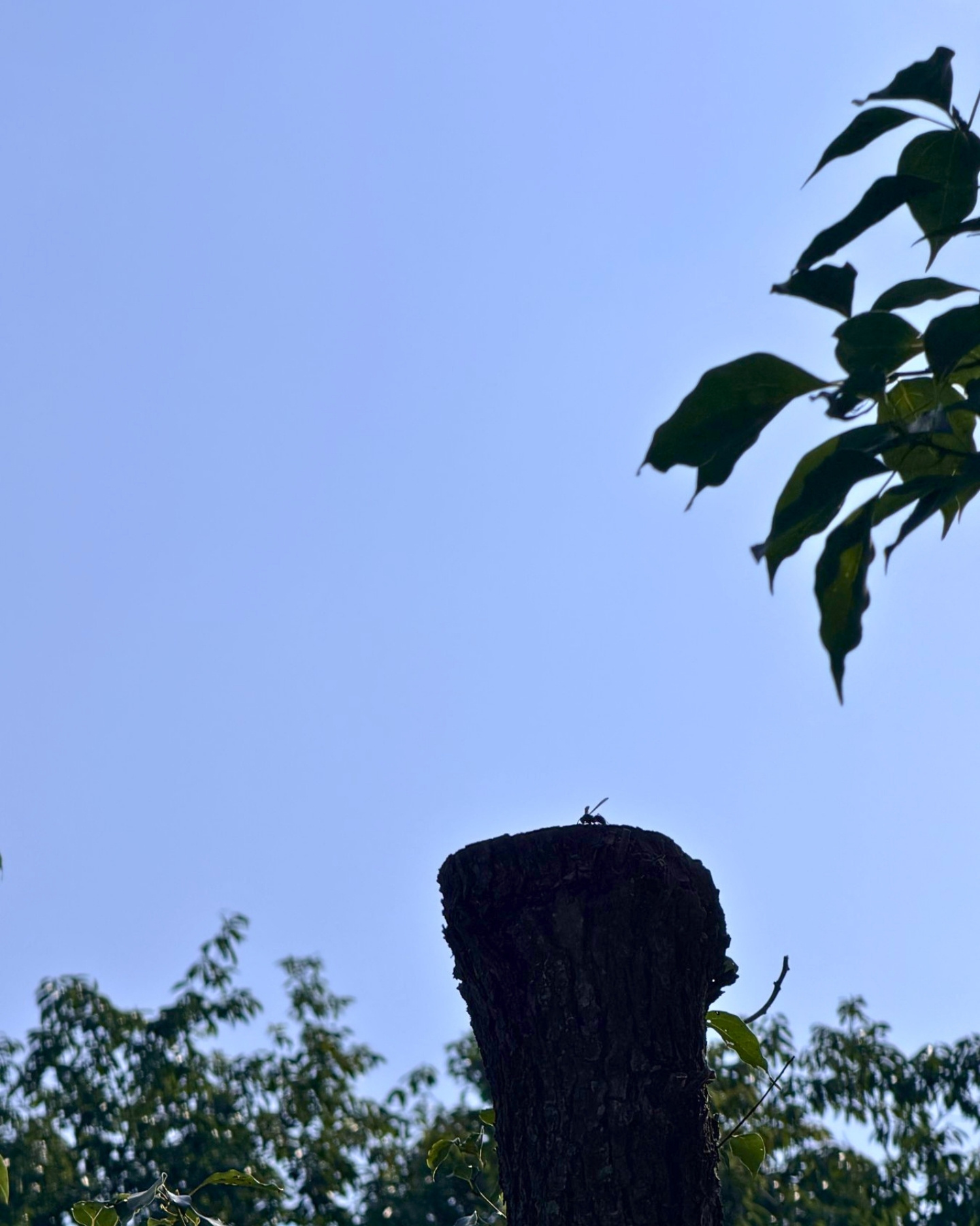 竜洋昆虫自然観察公園 トンボの飛ぶ空 トンボやハチにも出会えました