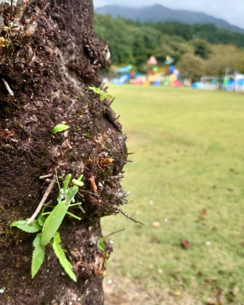 桜の木を上るカマキリ