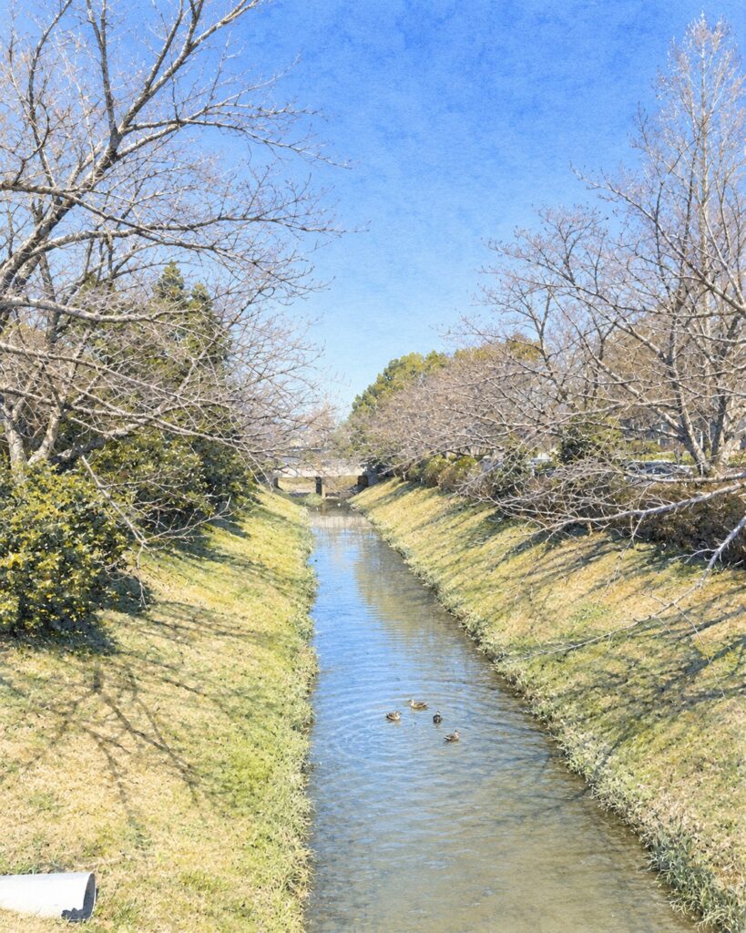堀内公園脇の川とカモ