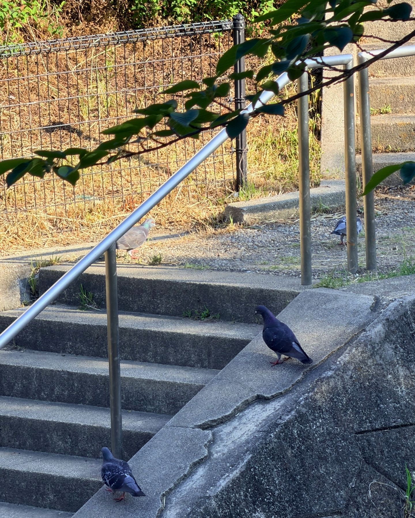 山ノ手公園(愛知県豊田市)日陰で涼むハト