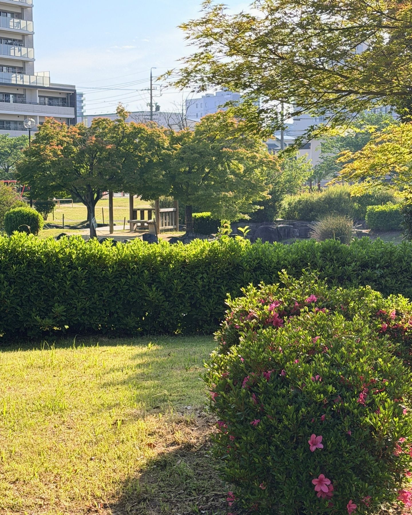 山ノ手公園(愛知県豊田市)池の周囲のサツキ