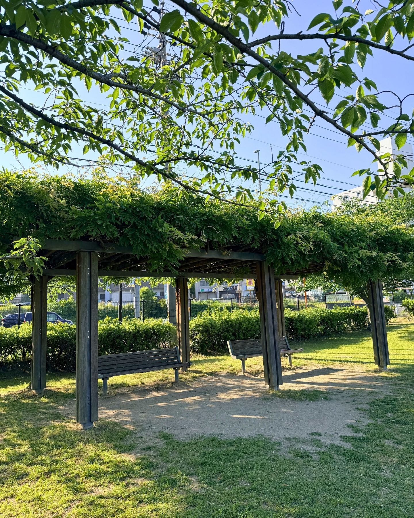 山ノ手公園(愛知県豊田市)葉の多い藤棚