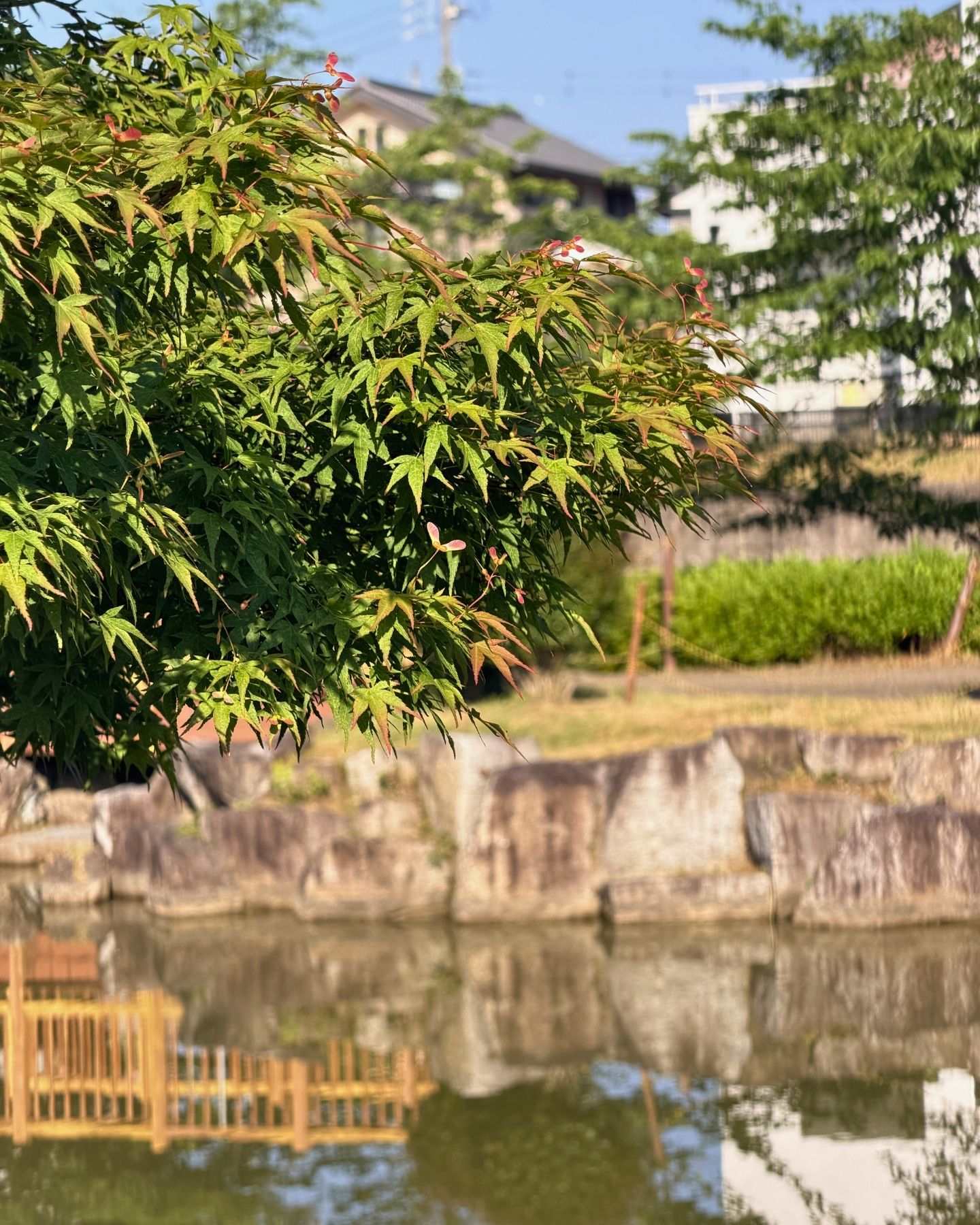 山ノ手公園(愛知県豊田市)青モミジと池