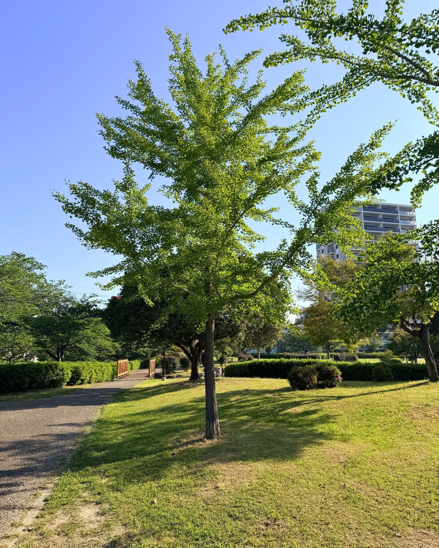 山ノ手公園(愛知県豊田市)イチョウの木