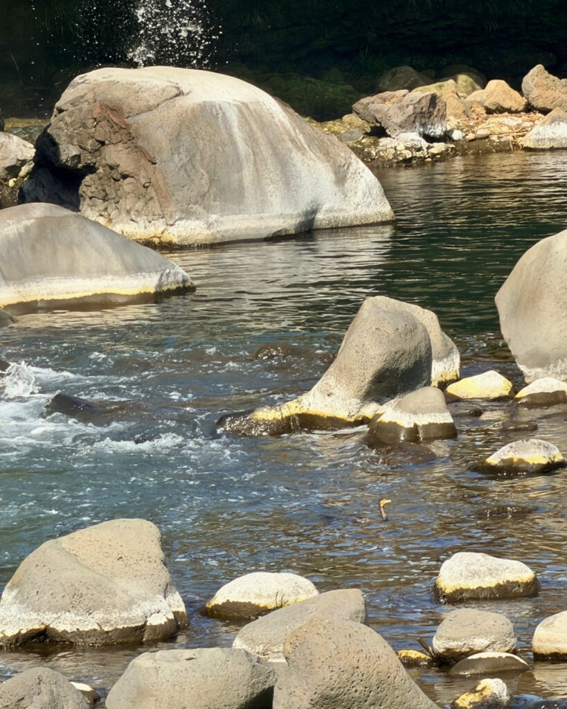 水面から頭を出すカワウ