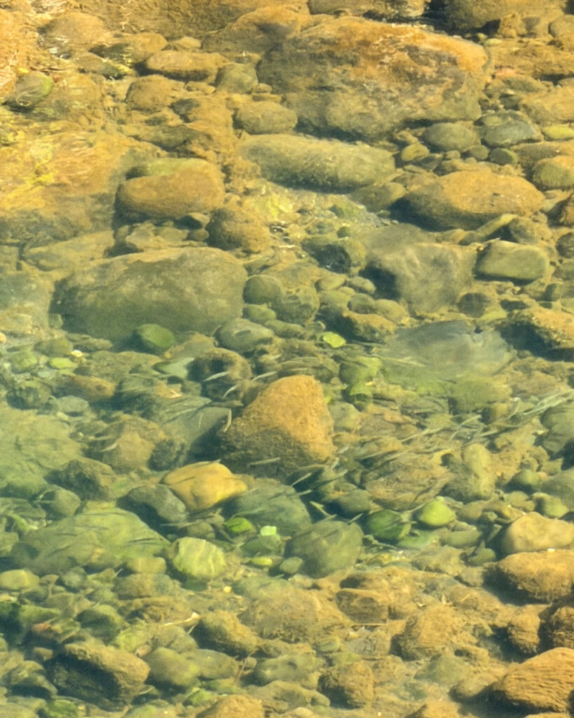 黄瀬川の川底と小魚の群れ