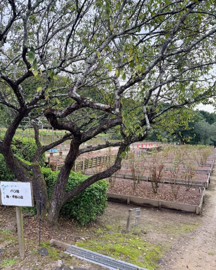 奥殿陣屋 バラ園