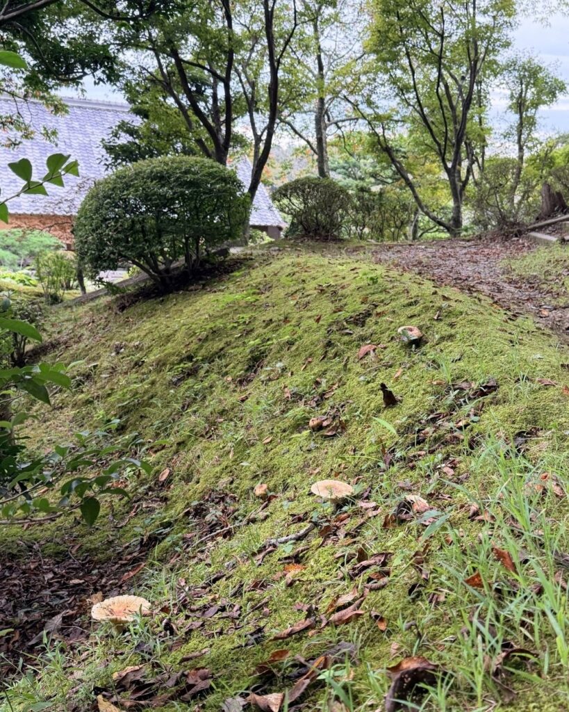奥殿陣屋 苔の上のキノコ