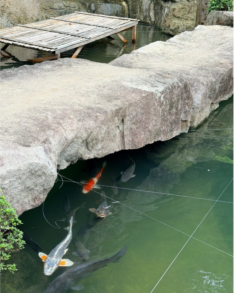 奥殿陣屋 石橋の下の鯉