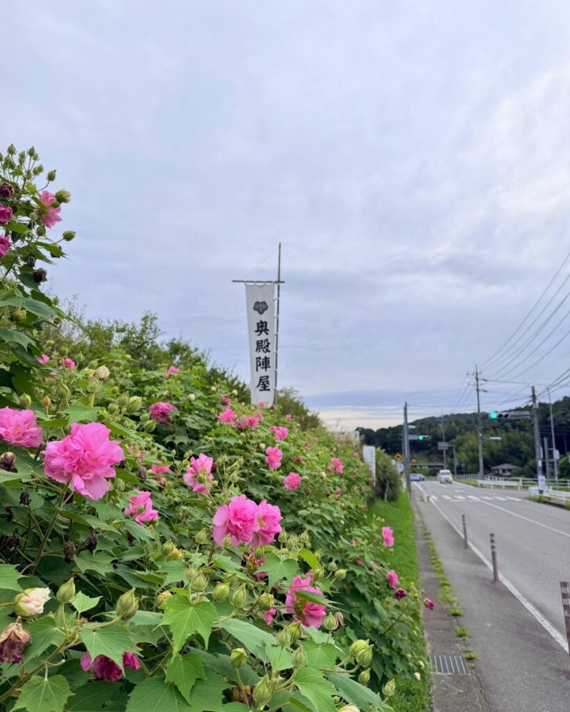 奥殿陣屋 酔芙蓉