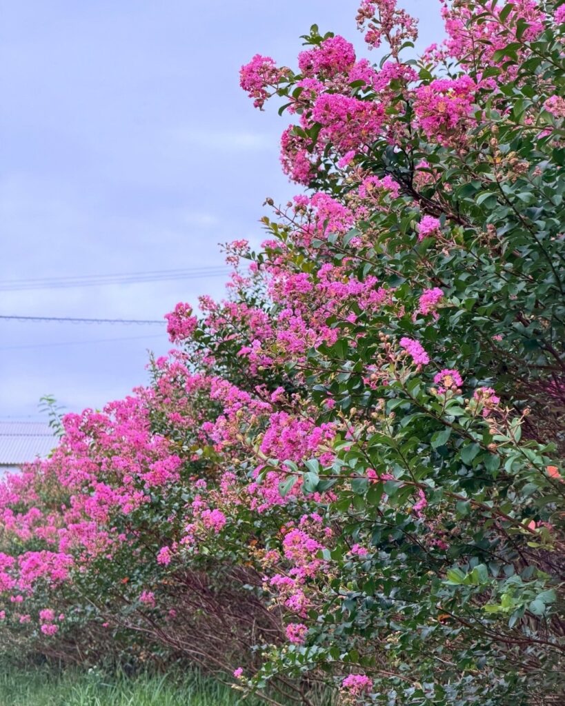 奥殿陣屋 サルスベリの花