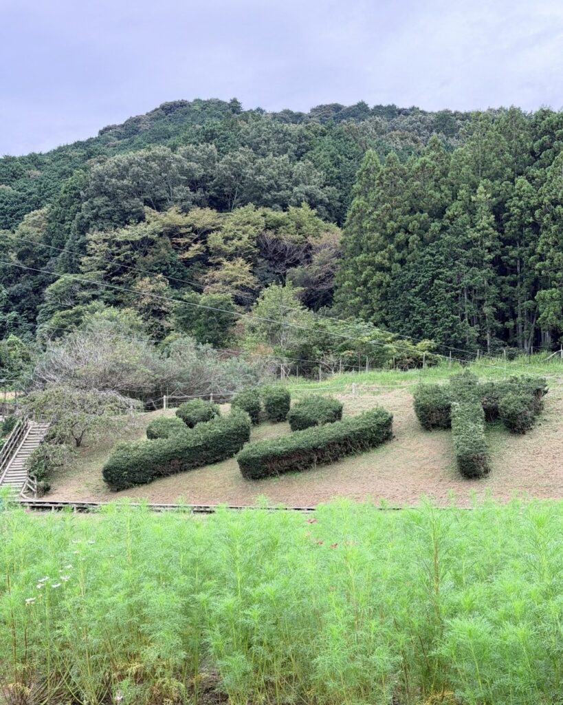奥殿陣屋 咲き始めのコスモス